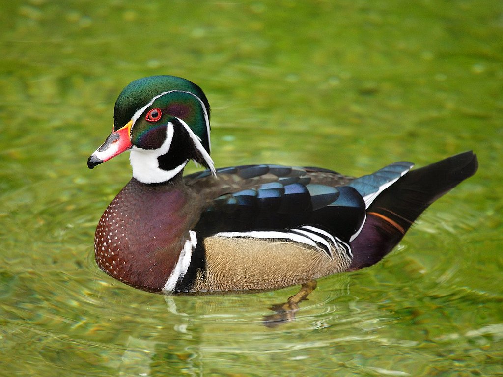 Wood Duck